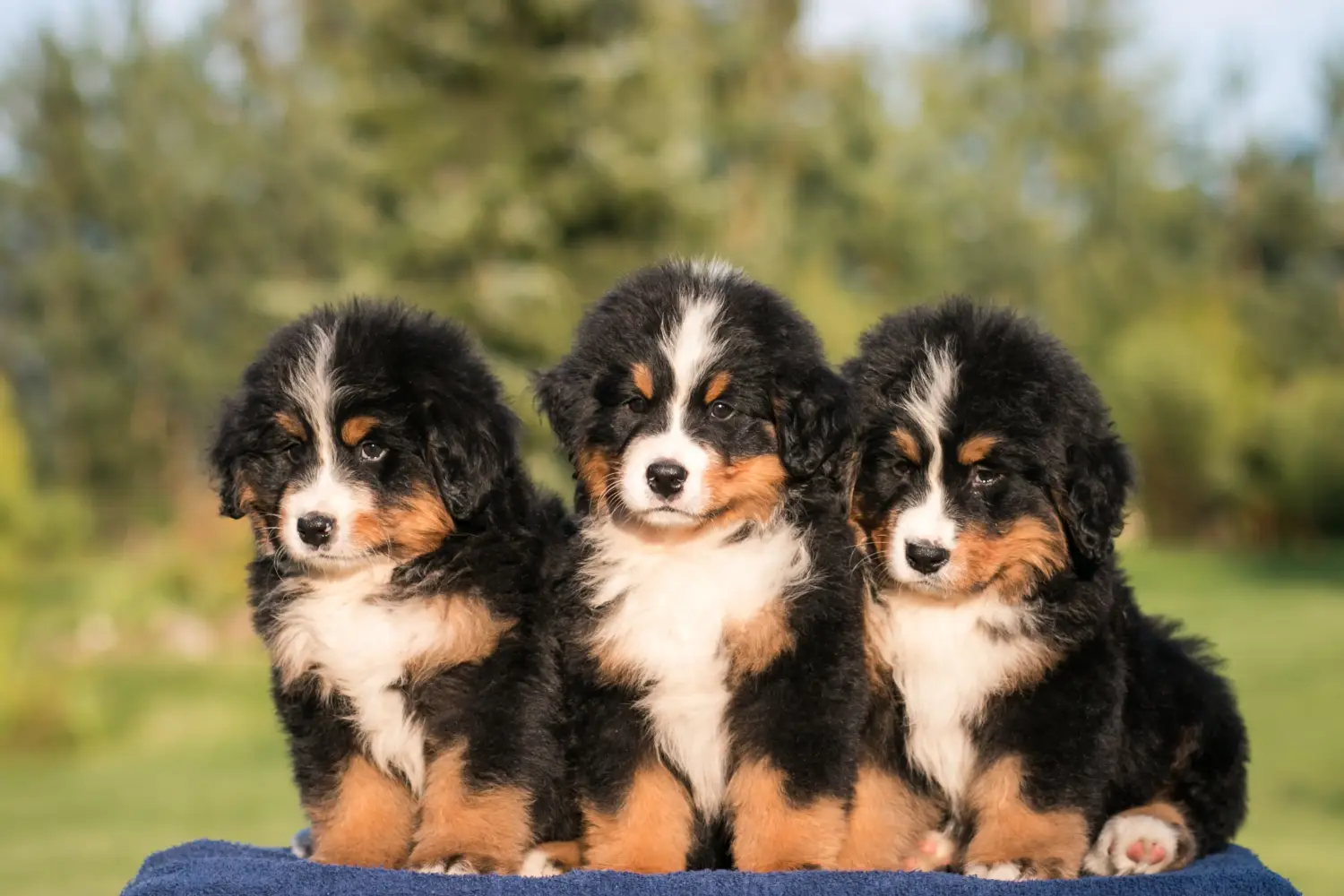 Buying a Bernese Mountain Dog puppy means taking responsibility! Buy Bernese Mountain Dog puppies.