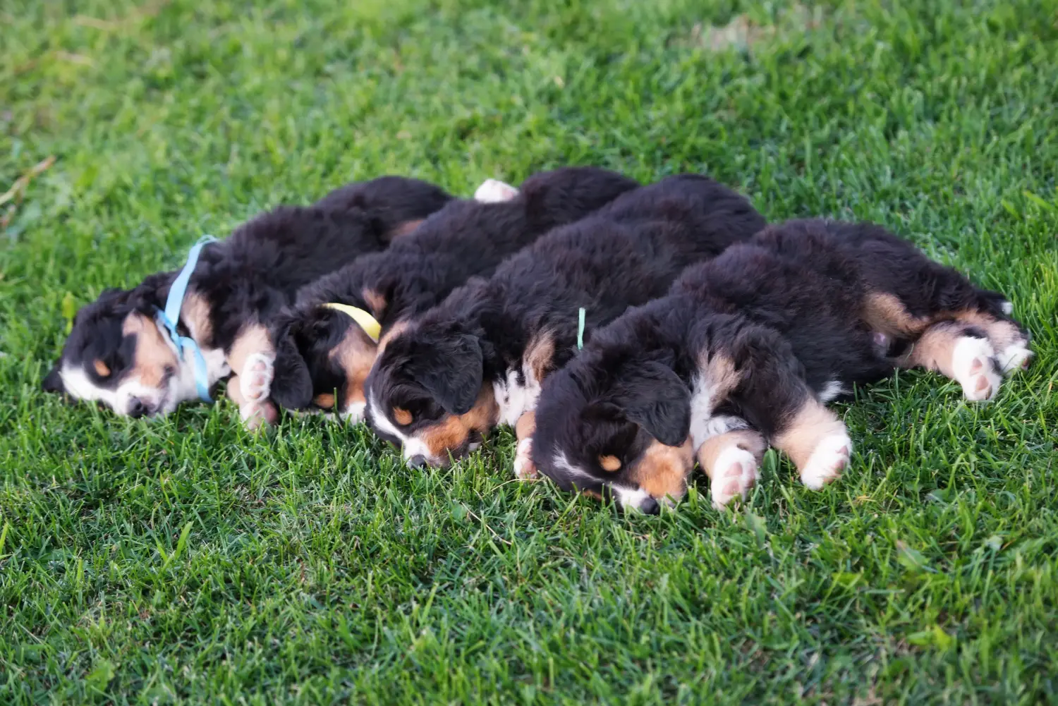 Buying a Bernese Mountain Dog puppy means taking responsibility! Buy Bernese Mountain Dog puppies.
