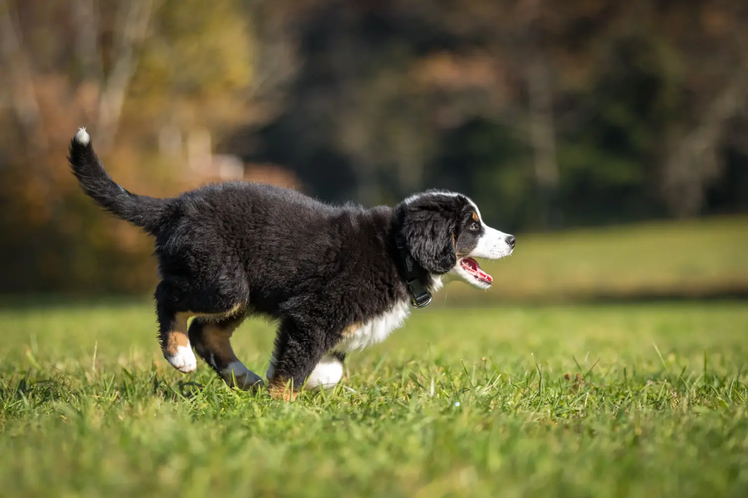 Buying a Bernese Mountain Dog puppy means taking responsibility! Buy Bernese Mountain Dog puppies.