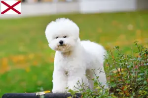 Read more about the article Bichon Frisé breeders and puppies in Alabama