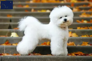 Read more about the article Bichon Frisé breeders and puppies in Alaska