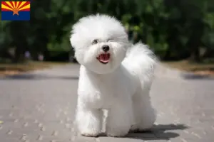 Read more about the article Bichon Frisé breeders and puppies in Arizona
