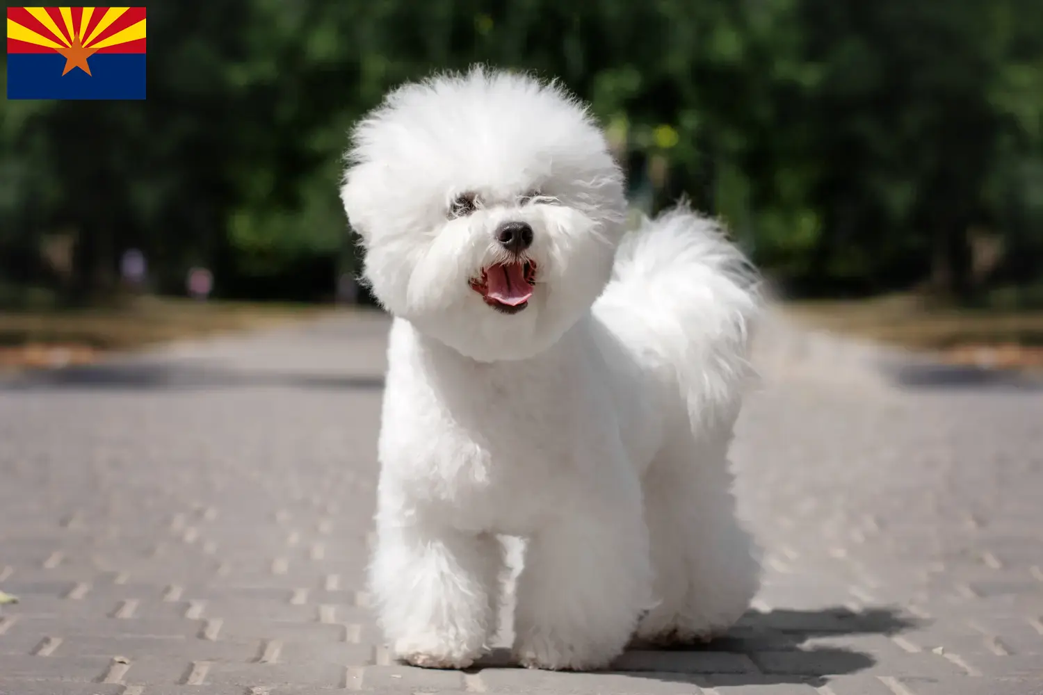 Bichon Frisé puppies and breeder Arizona Find Bichon Frisé breeders in Arizona.