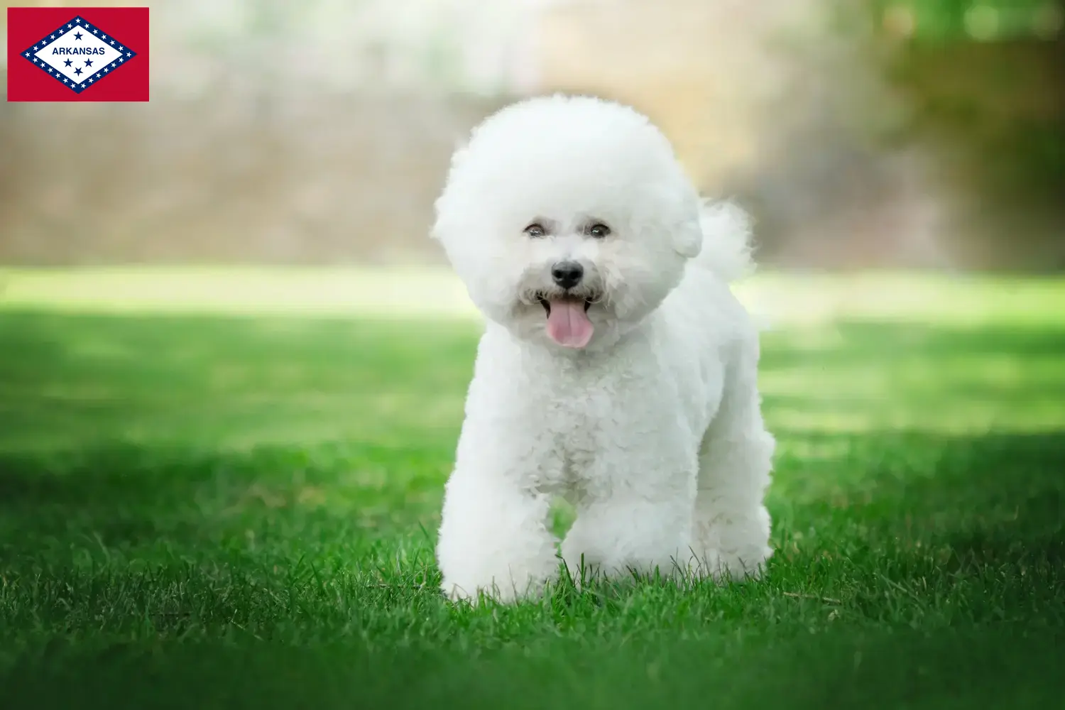 Bichon Frisé puppies and breeders Arkansas Find Bichon Frisé breeders in Arkansas.