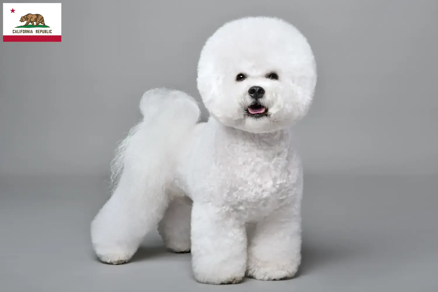 Bichon Frisé puppies and breeder California Find Bichon Frisé breeders in California.