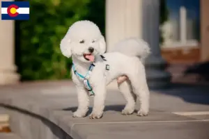 Read more about the article Bichon Frisé breeders and puppies in Colorado