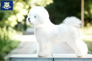 Read more about the article Bichon Frisé breeders and puppies in Connecticut