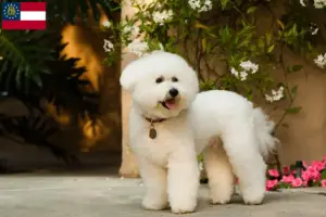 Read more about the article Bichon Frisé breeders and puppies in Georgia