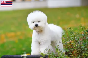 Read more about the article Bichon Frisé breeders and puppies in Hawaii