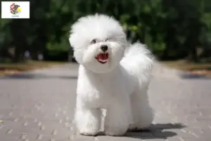 Read more about the article Bichon Frisé breeders and puppies in Illinois