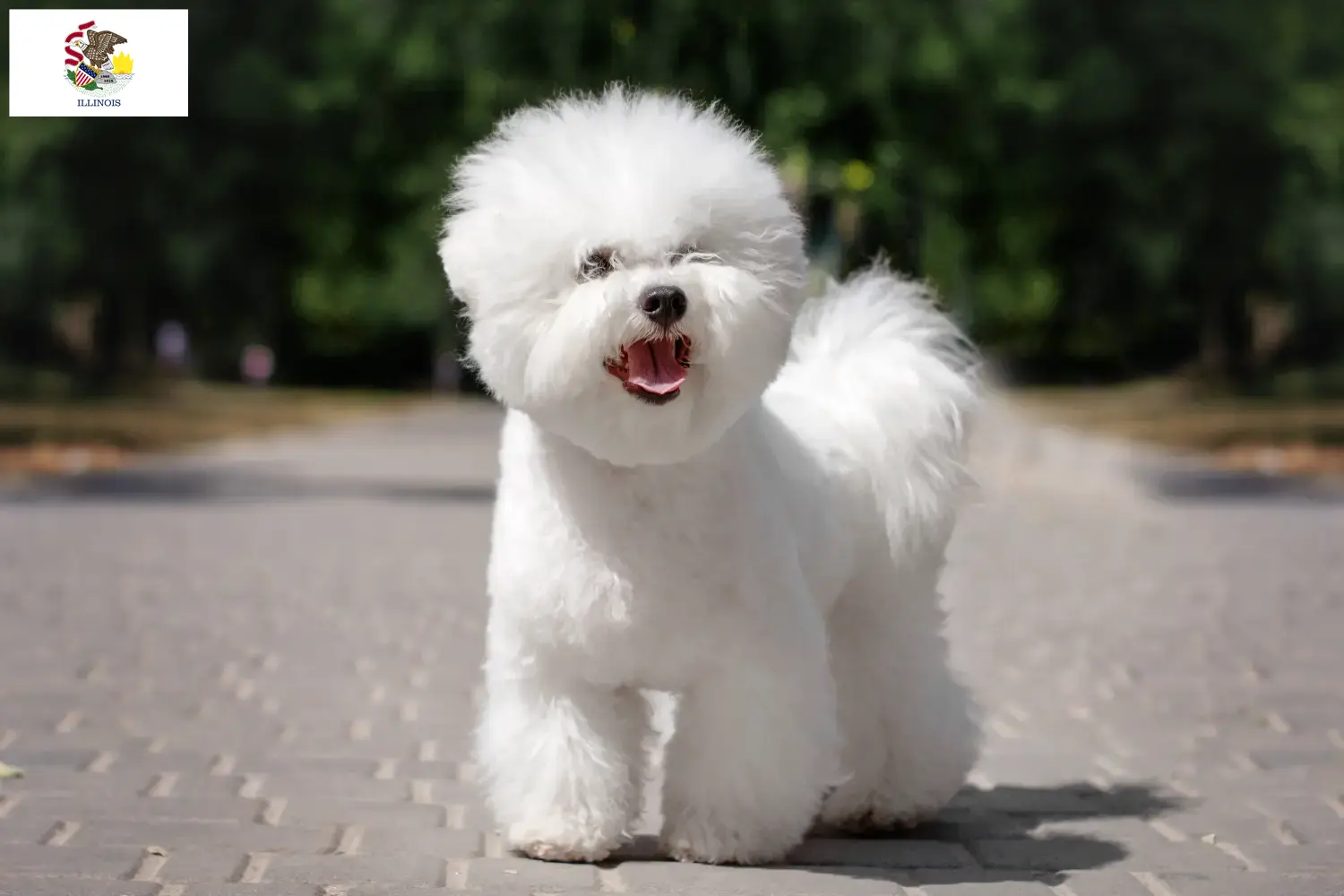 Bichon Frisé puppies and breeders Illinois Find Bichon Frisé breeders in Illinois.