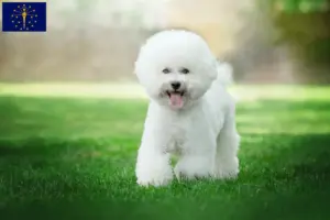 Read more about the article Bichon Frisé breeders and puppies in Indiana