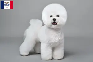 Read more about the article Bichon Frisé breeders and puppies in Iowa