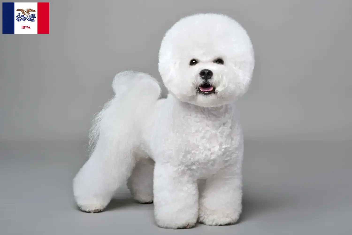 Bichon Frisé puppies and breeders Iowa Find Bichon Frisé breeders in Iowa.