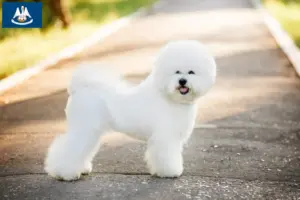 Read more about the article Bichon Frisé breeders and puppies in Louisiana