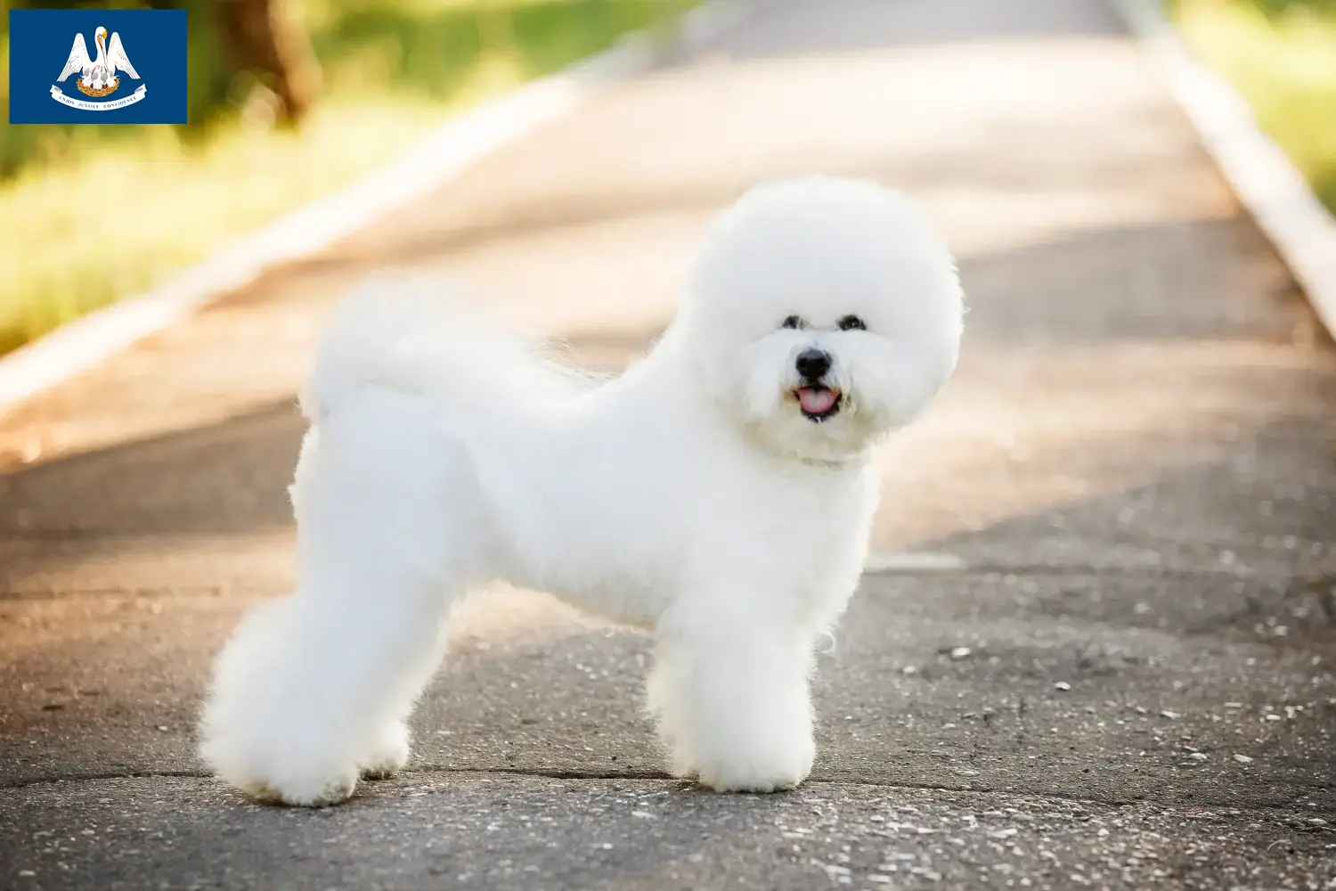 Bichon Frisé puppies and breeders Louisiana Find Bichon Frisé breeders in Louisiana.