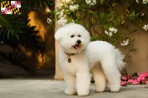 Read more about the article Bichon Frisé breeders and puppies in Maryland