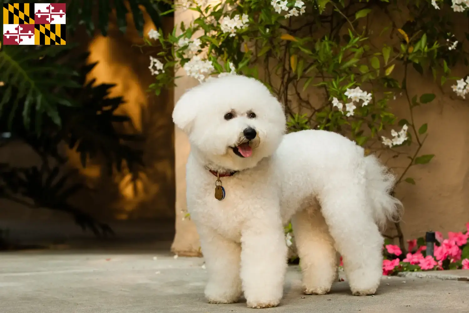 Bichon Frisé puppies and breeder Maryland Find Bichon Frisé breeders in Maryland.