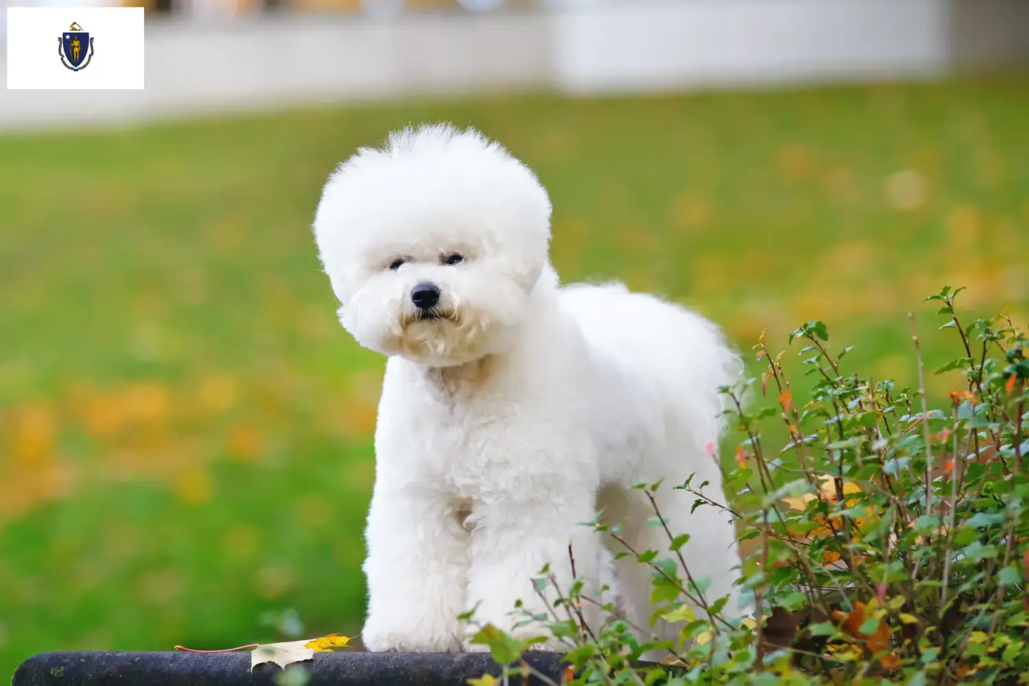 Bichon Frisé puppies and breeders Massachusetts Find Bichon Frisé breeders in Massachusetts.
