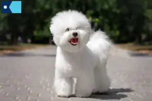 Read more about the article Bichon Frisé breeders and puppies in Minnesota