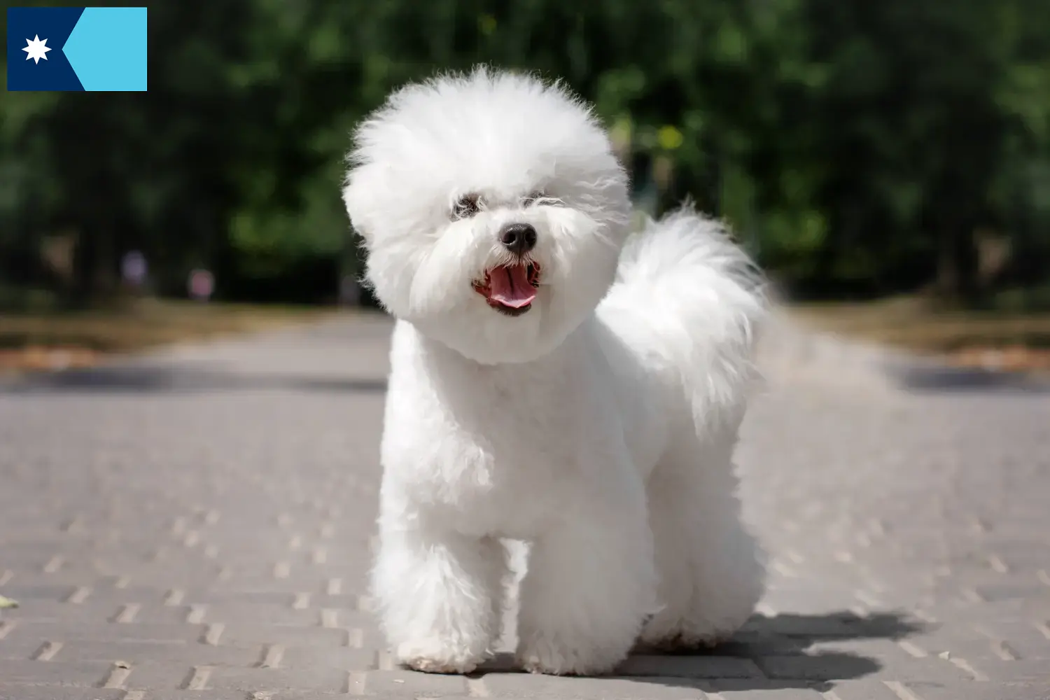 Bichon Frisé puppies and breeders Minnesota Find Bichon Frisé breeders in Minnesota.