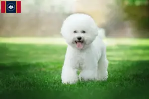Read more about the article Bichon Frisé breeders and puppies in Mississippi