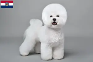 Read more about the article Bichon Frisé breeders and puppies in Missouri