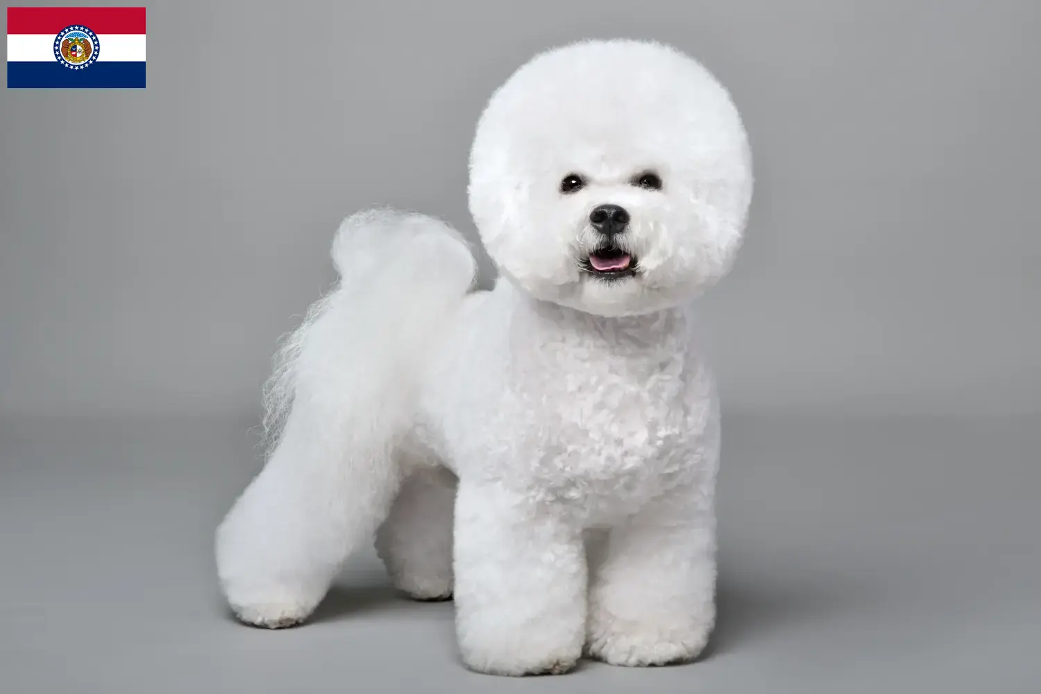 Bichon Frisé puppies and breeders Missouri Find Bichon Frisé breeders in Missouri.