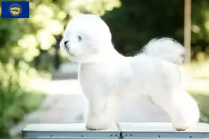 Read more about the article Bichon Frisé breeders and puppies in Nebraska