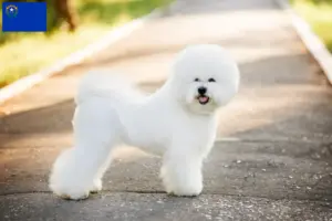 Read more about the article Bichon Frisé breeders and puppies in Nevada