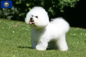 Read more about the article Bichon Frisé Breeders and Puppies in New Hampshire