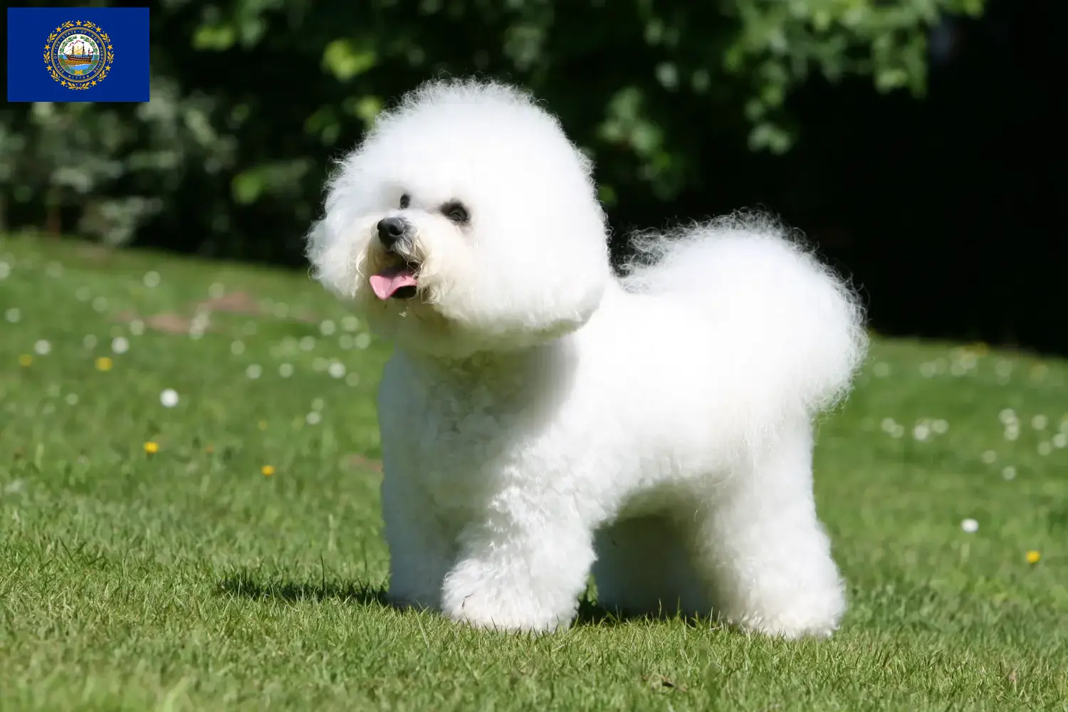 Bichon Frisé puppies and breeders New Hampshire Find Bichon Frisé breeders in New Hampshire.
