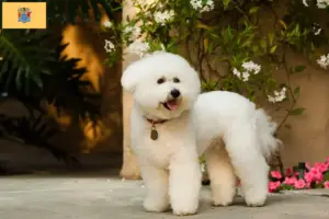 Read more about the article Bichon Frisé breeders and puppies in New Jersey