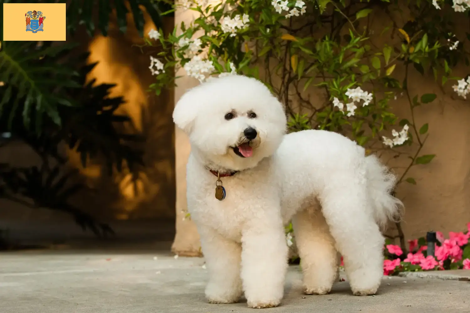 Bichon Frisé puppies and breeders New Jersey Find Bichon Frisé breeders in New Jersey.