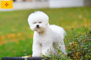 Read more about the article Bichon Frisé Breeders and Puppies in New Mexico