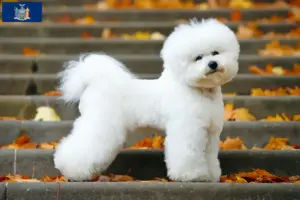 Read more about the article Bichon Frisé breeders and puppies in New York