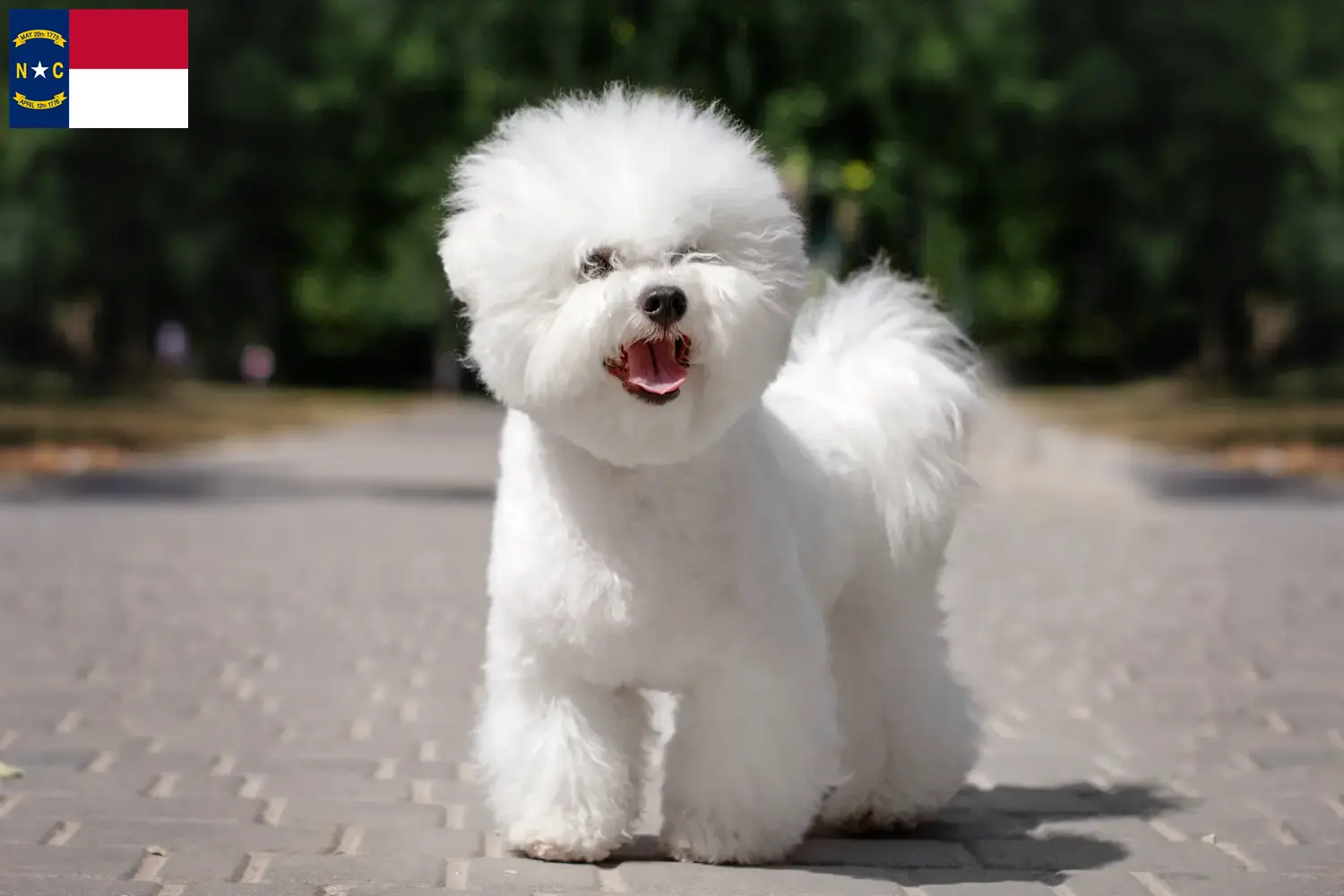 Bichon Frisé puppies and breeders North Carolina Find Bichon Frisé breeders in North Carolina.