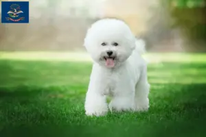 Read more about the article Bichon Frisé breeders and puppies in North Dakota