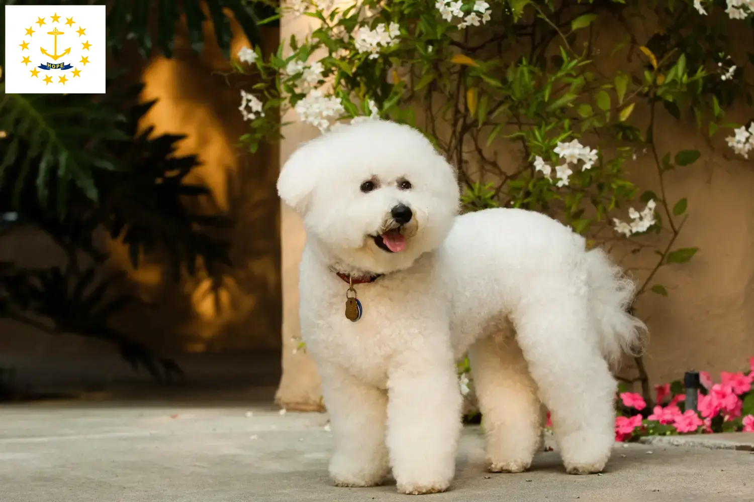 Bichon Frisé puppies and breeders Rhode Island Find Bichon Frisé breeders in Rhode Island.