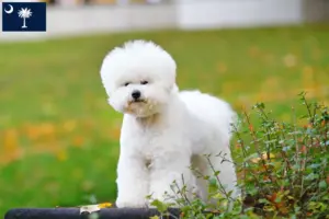 Read more about the article Bichon Frisé breeders and puppies in South Carolina