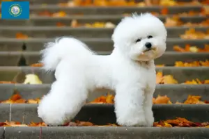Read more about the article Bichon Frisé breeders and puppies in South Dakota