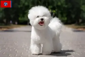 Read more about the article Bichon Frisé breeders and puppies in Tennessee