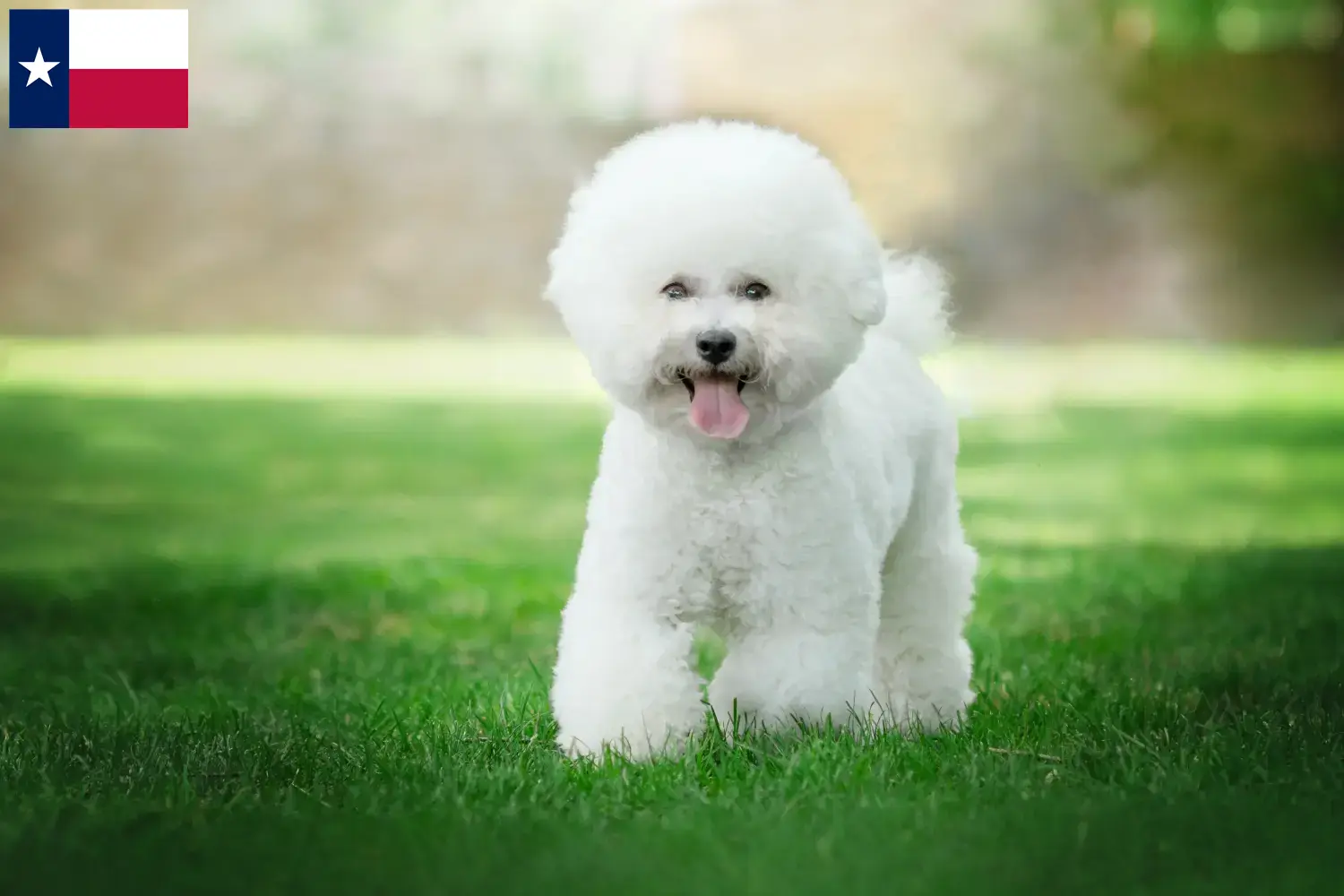 Bichon Frisé puppies and breeders Texas Find Bichon Frisé breeders in Texas.