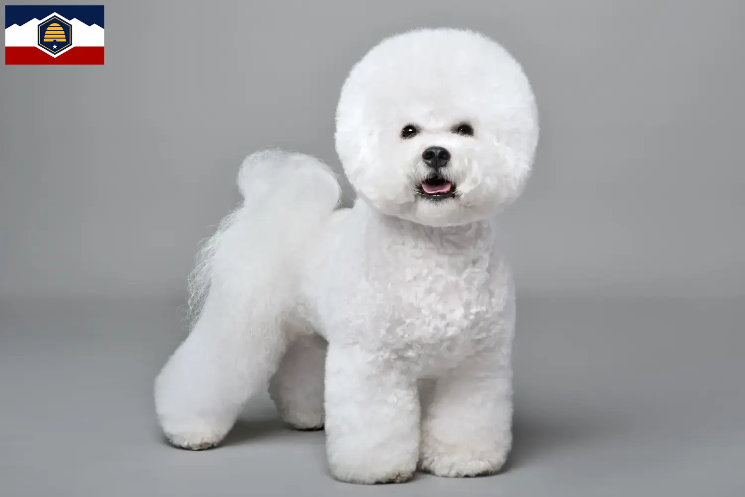 Bichon Frisé puppies and breeders Utah Find Bichon Frisé breeders in Utah.