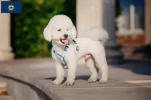 Read more about the article Bichon Frisé breeders and puppies in Vermont