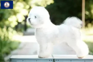 Read more about the article Bichon Frisé breeders and puppies in Virginia
