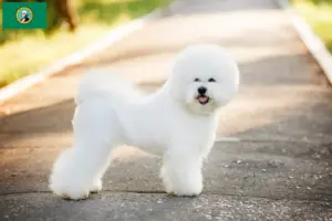 Read more about the article Bichon Frisé breeders and puppies in Washington