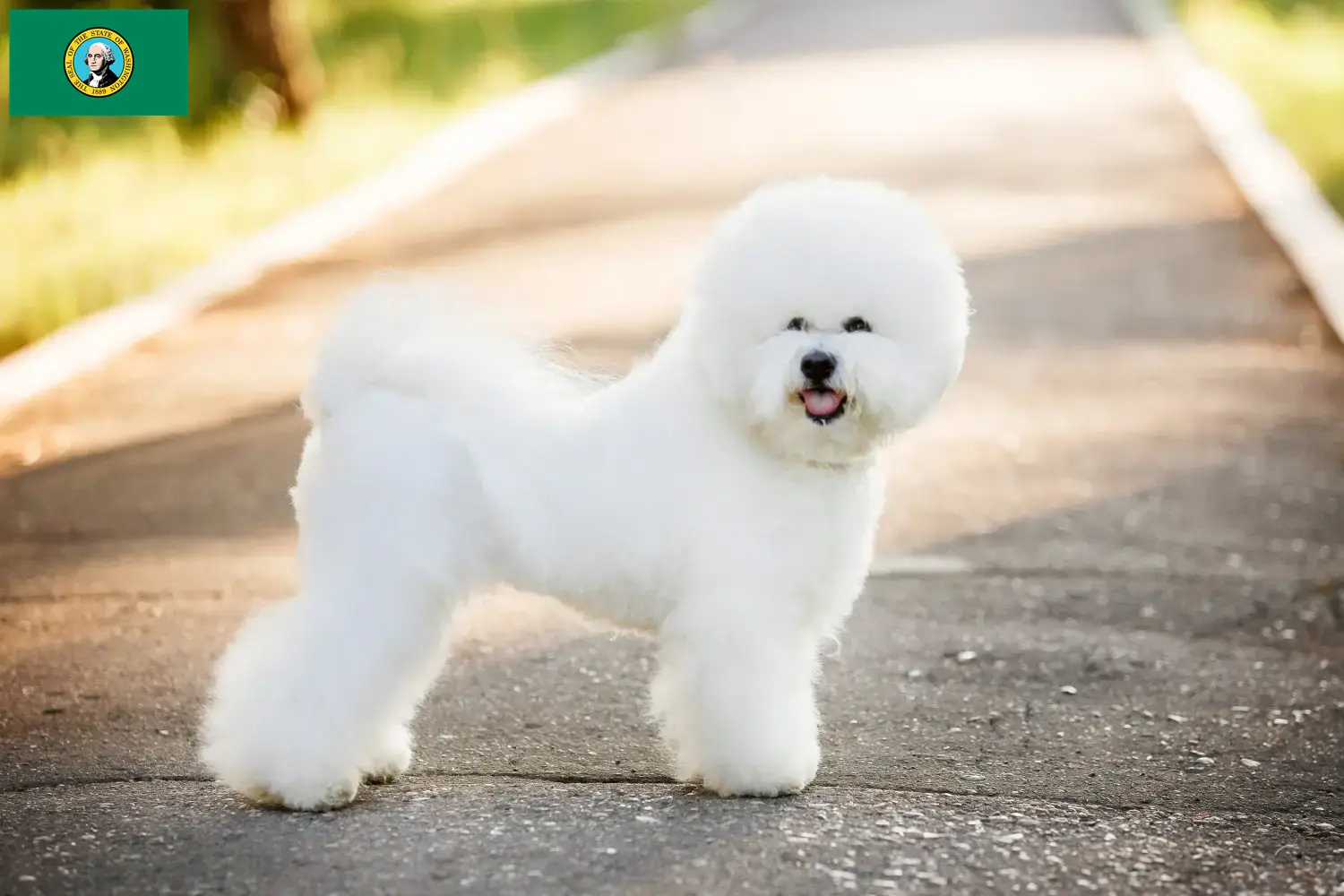 Read more about the article Bichon Frisé breeders and puppies in Washington