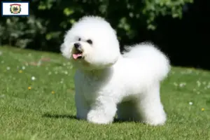 Read more about the article Bichon Frisé breeders and puppies in West Virginia