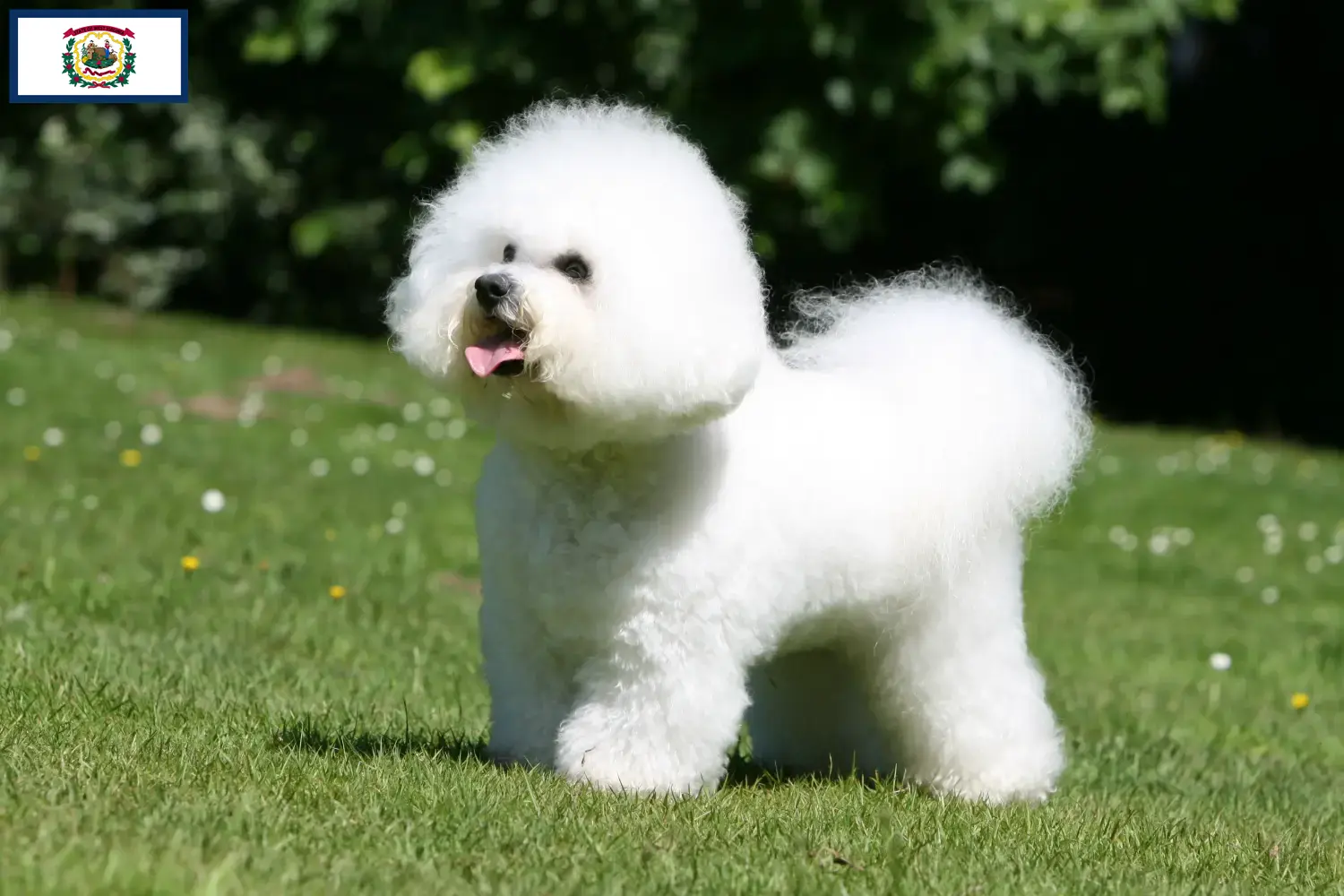 Bichon Frisé puppies and breeders West Virginia Find Bichon Frisé breeders in West Virginia.